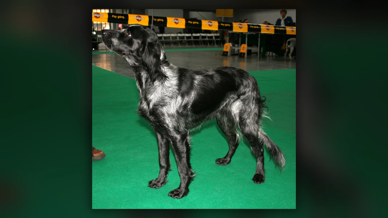 Spaniel Blu di Piccardia, immagine verificata della razza