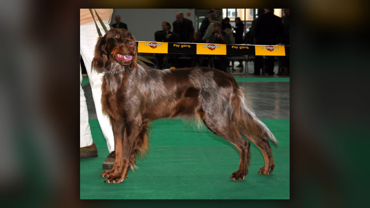 Spaniel Picardo, immagine verificata della razza