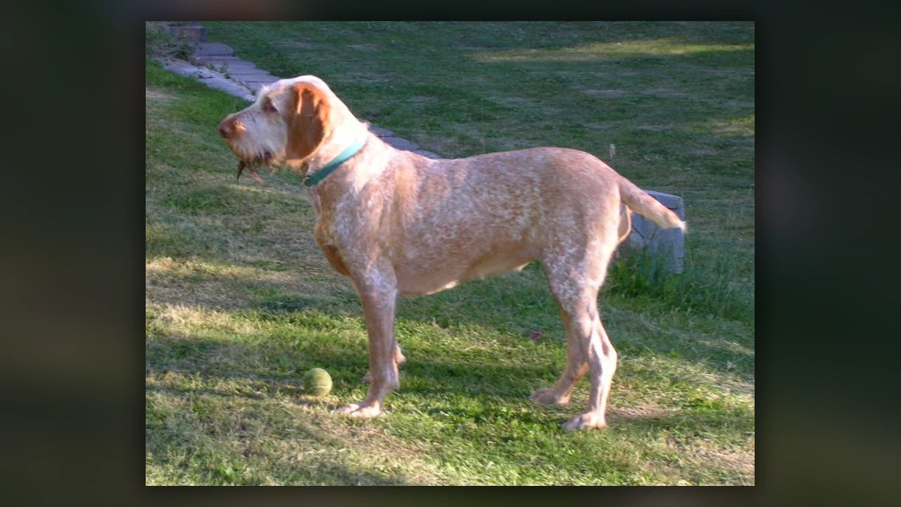 Spinone Italiano, immagine verificata della razza