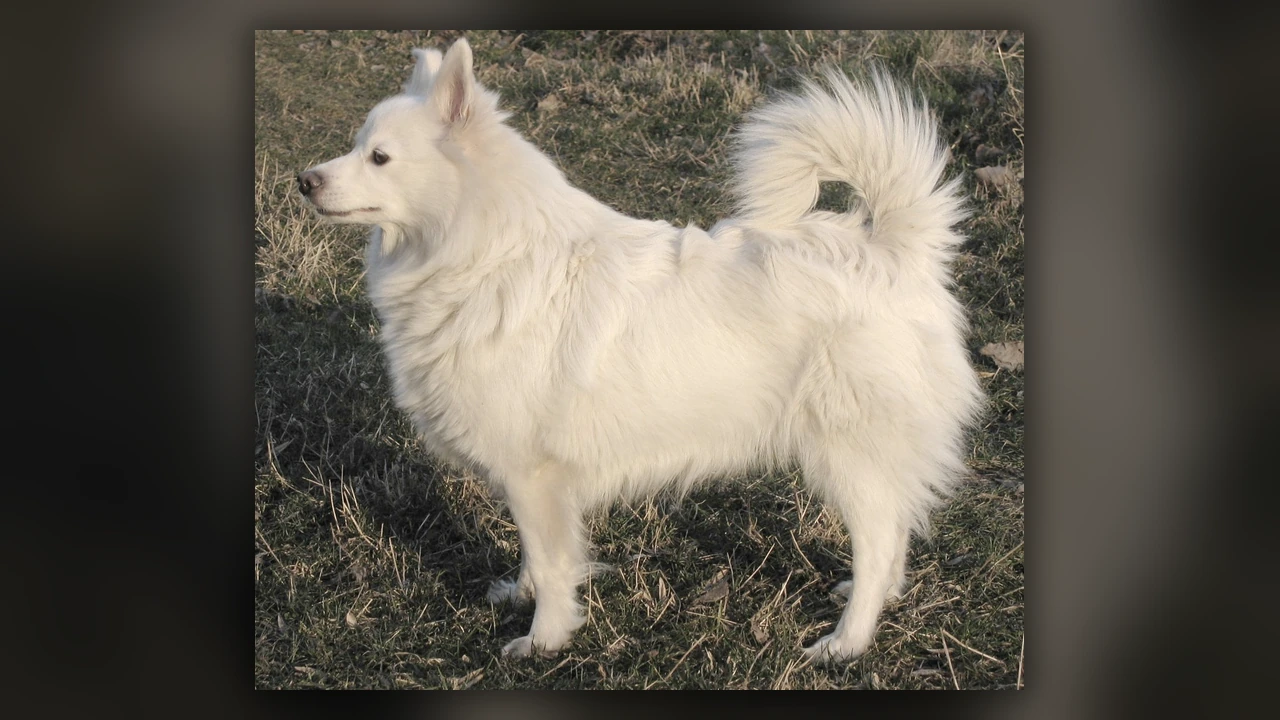 Spitz Tedesco, immagine verificata della razza