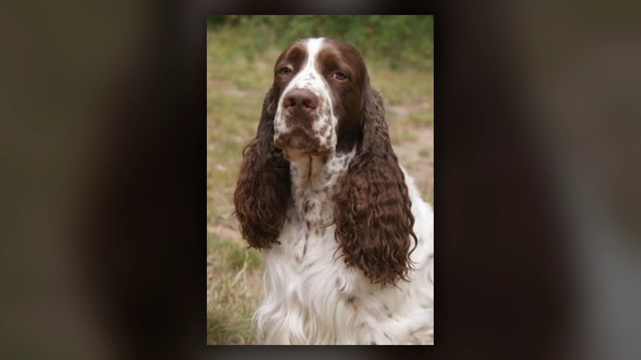 Springer Spaniel Inglese, immagine verificata della razza
