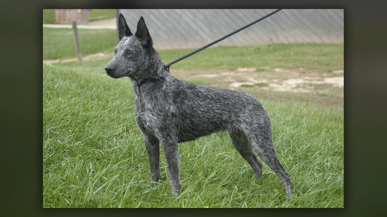 Australian Stumpy Tail Cattle Dog, immagine verificata della razza