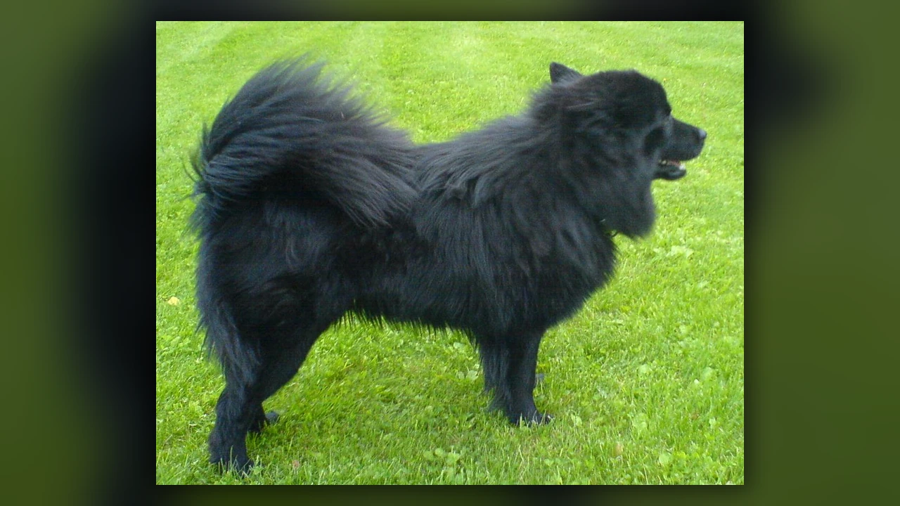 Swedish Lapphund, immagine verificata della razza