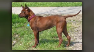 Thai Ridgeback, immagine verificata della razza