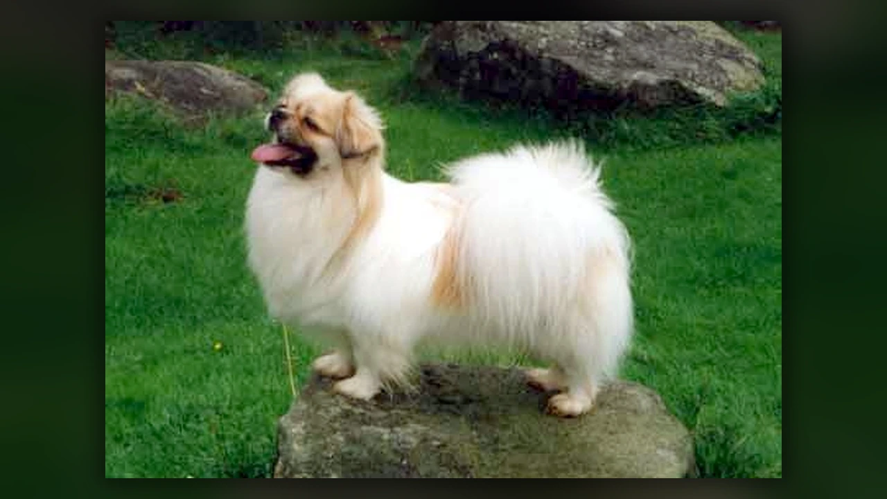 Tibetan Spaniel, immagine verificata della razza