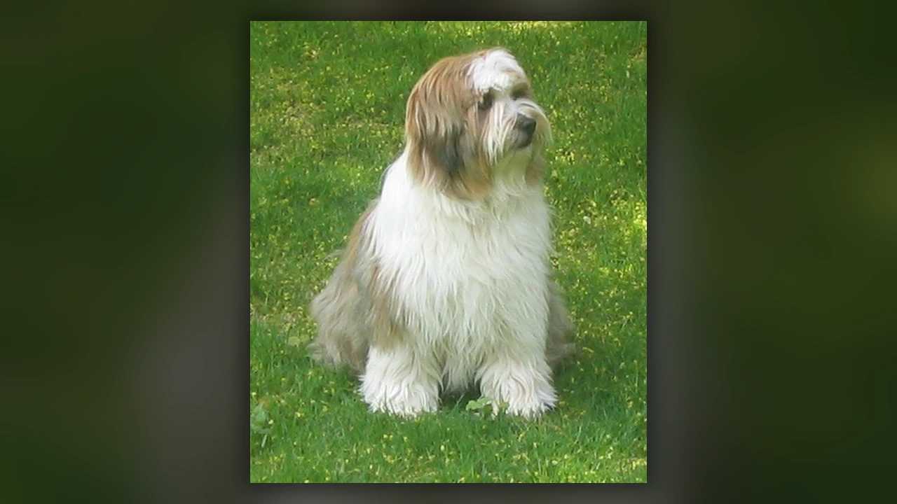 Tibetan Terrier, immagine verificata della razza