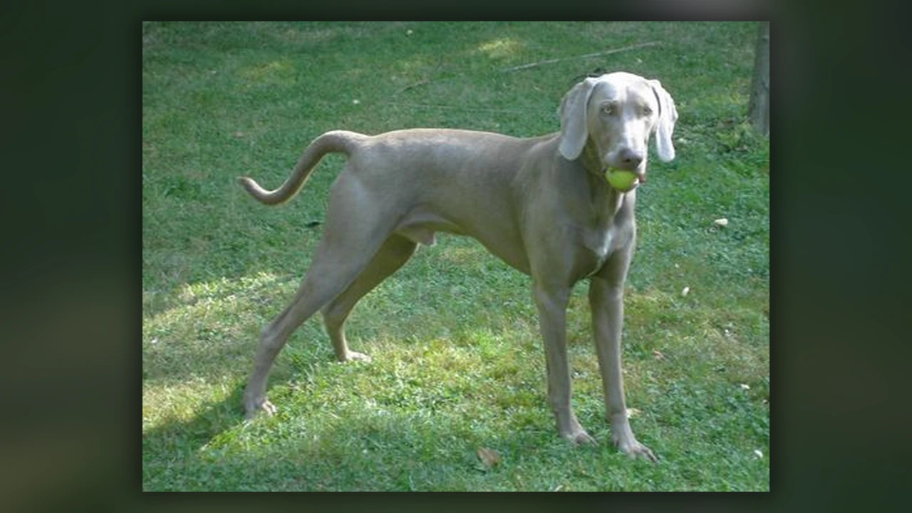 Weimaraner, immagine verificata della razza