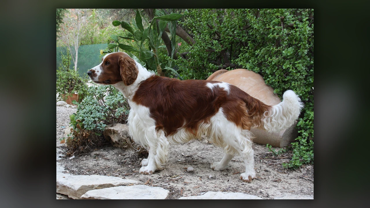 Welsh Springer Spaniel, immagine verificata della razza