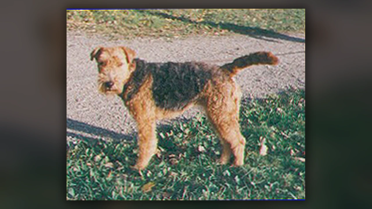 Welsh Terrier, immagine verificata della razza