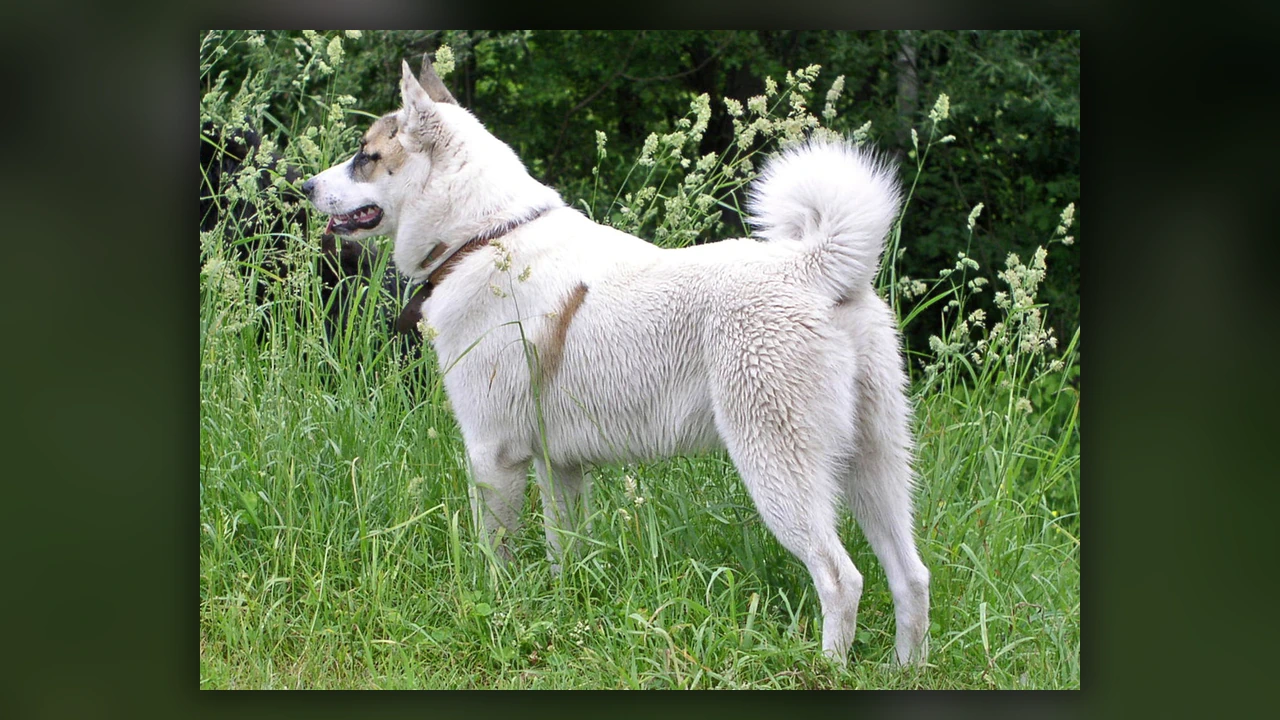 West Siberian Laika, immagine verificata della razza