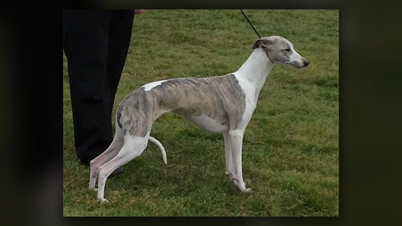 Whippet, immagine verificata della razza