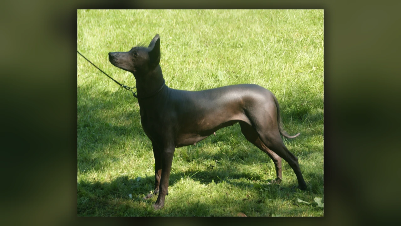 Xoloitzcuintle, immagine verificata della razza