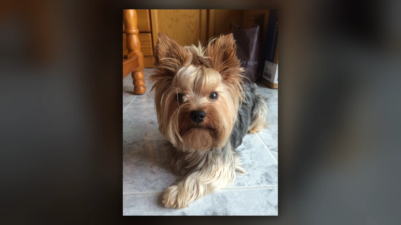 Yorkshire Terrier, immagine verificata della razza