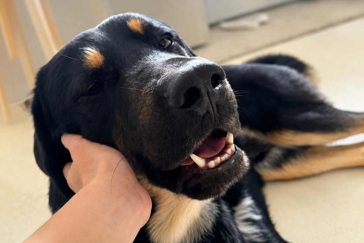 Una promessa di vita migliore cambia la vita di un cane abbandonato