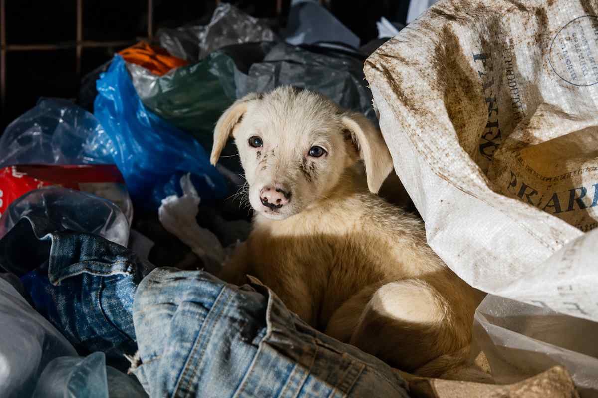 Un cucciolo abbandonato tra i rifiuti trova una seconda possibilità
