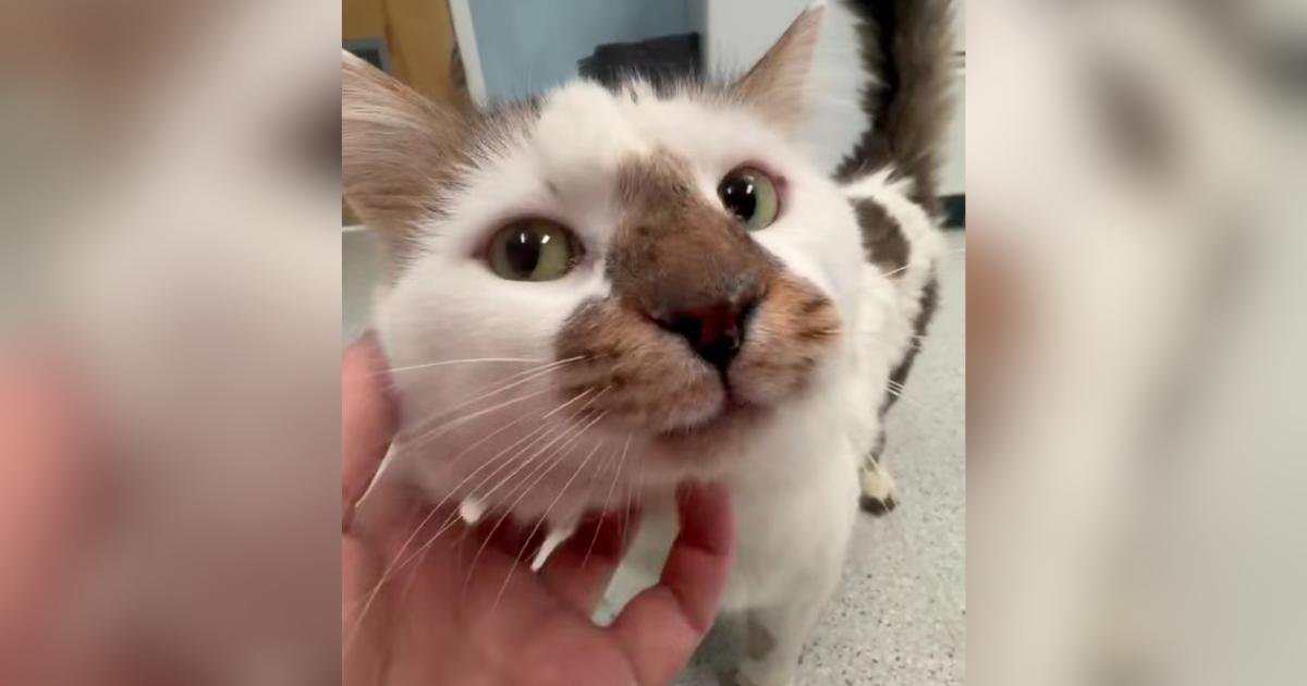 Noah, il gatto che ha trovato un nuovo inizio dopo la perdita del suo unico amico