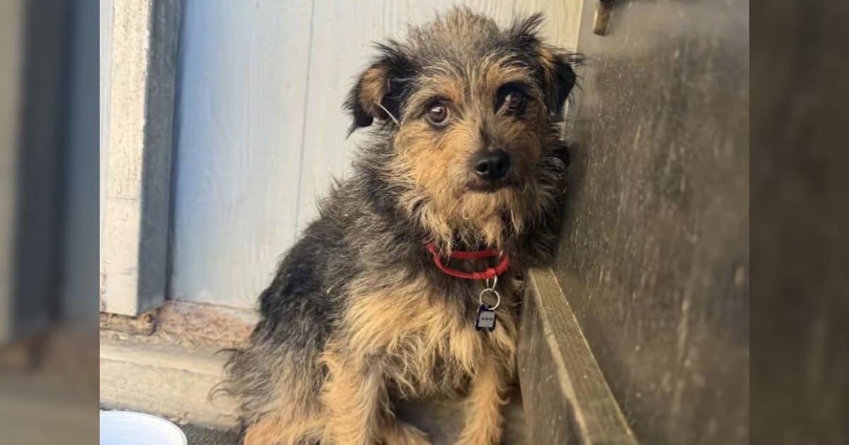 Un cane di 9 chili si salva dopo due settimane in mezzo alla natura