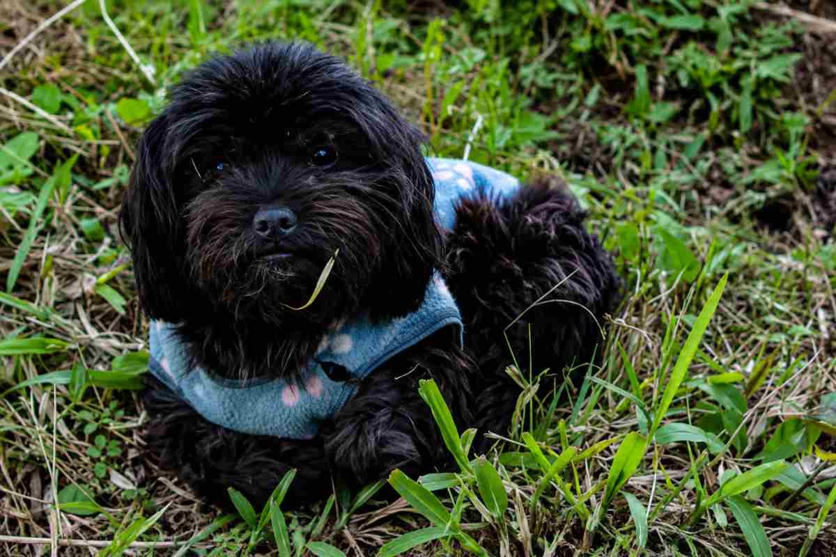 Una storia di speranza e abbandono: la cagnolina Belinha ritrovata dopo sette mesi