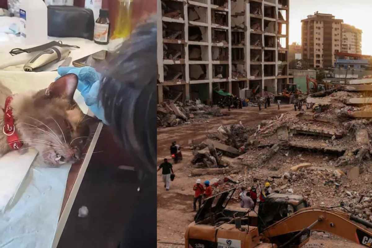 Gatto Felix salvato dopo 37 giorni sotto le macerie in Venezuela