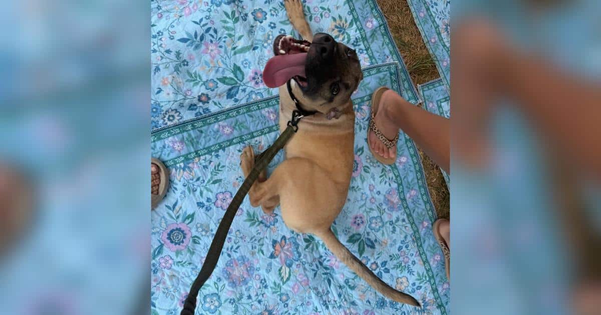 Dr. Pepper, il cucciolo tripode che ama il soda e i massaggi al ventre