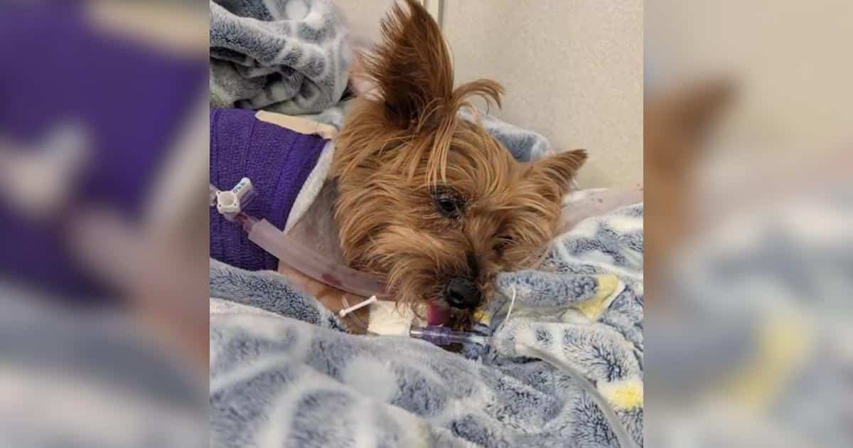 Yorkie sopravvive all’attacco di un alligatore, inizia il lungo percorso di recupero