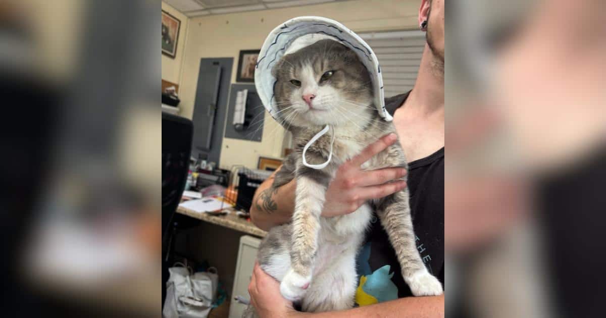 Un gatto con bisogni speciali cerca il suo eroe dopo essere stato investito