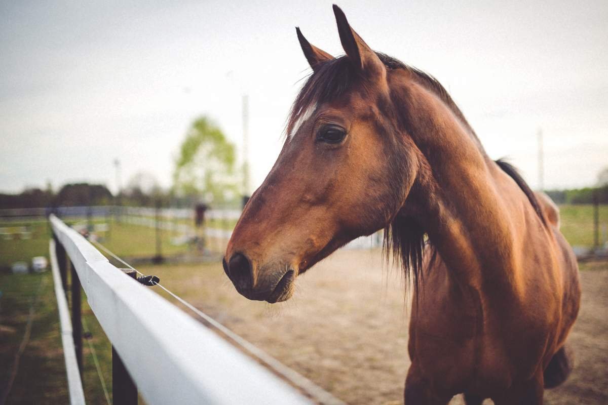 Orrore a Grosseto: un uomo voleva seppellire il cavallo mentre era ancora vivo, la chiamata al 112 ha salvato la sua vita