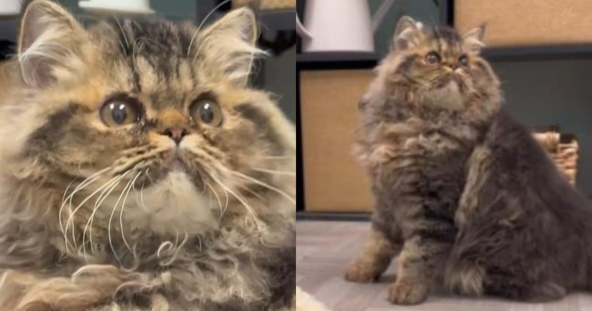 Flat Stanley il gatto wobbly e Jimothy il raccoon di Seattle conquistano internet