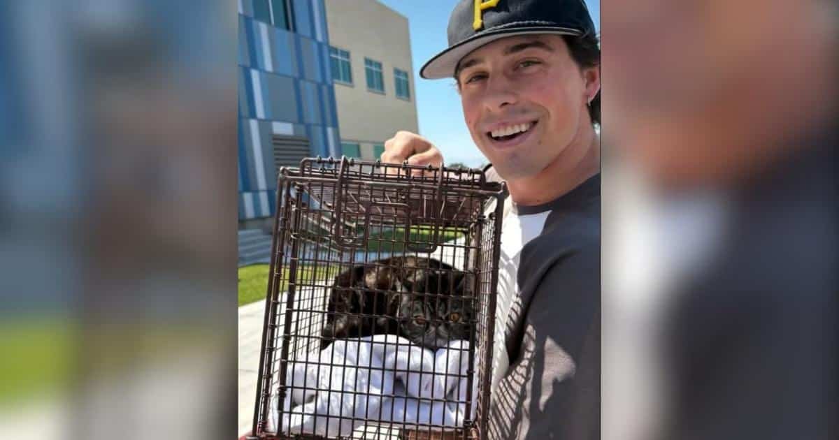 Un gatto ritrovato dopo un incendio devastante riporta la speranza in una famiglia