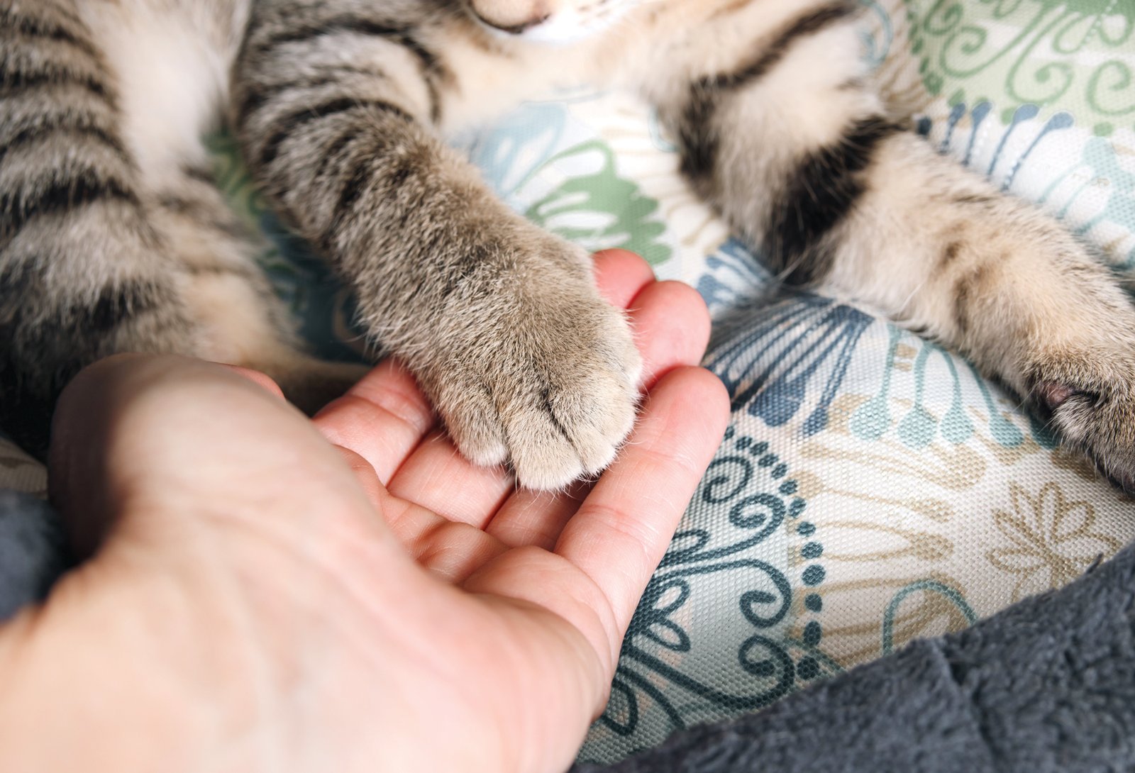 Demenza nei gatti: sintomi, diagnosi e gestione