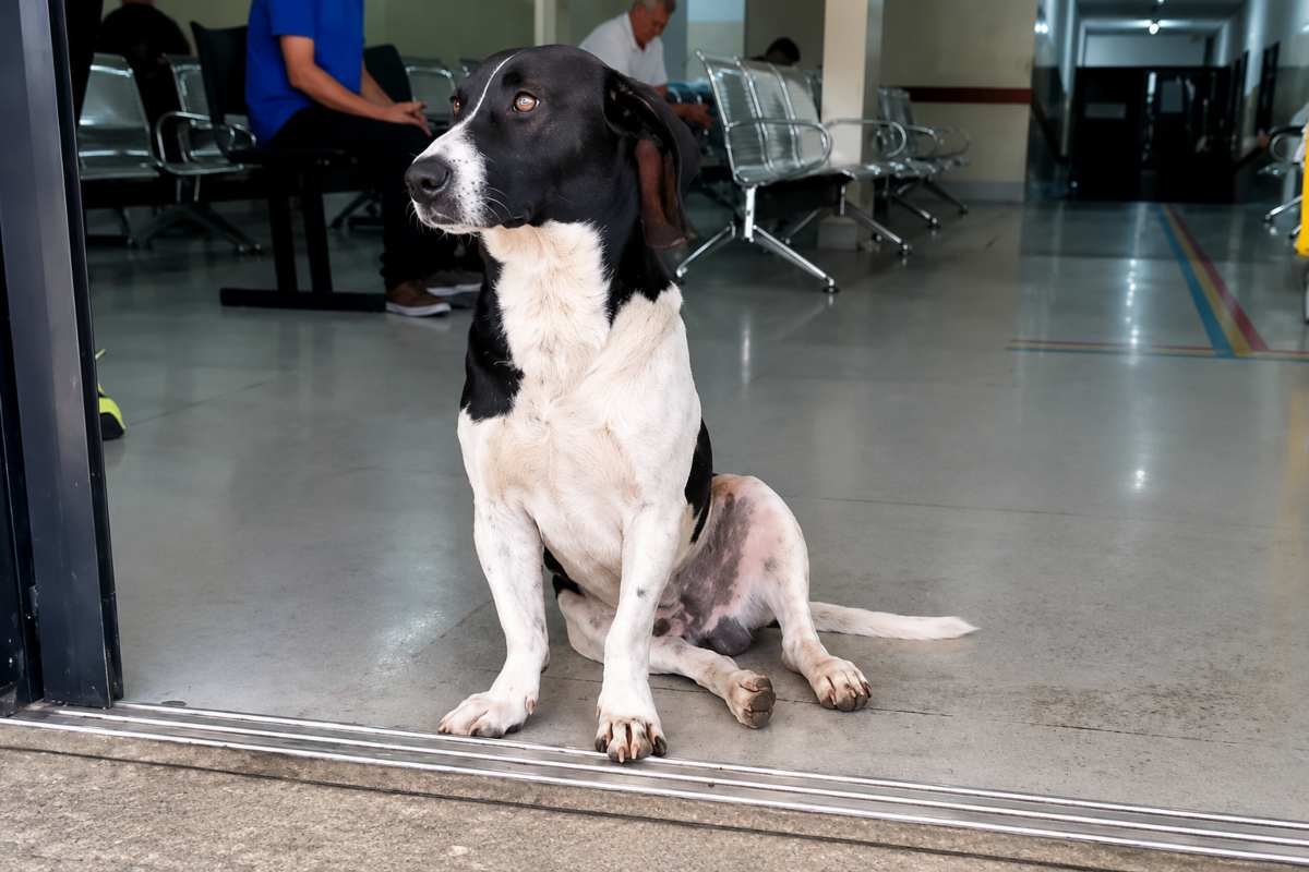 Un cane brasiliano aspetta il padrone per 14 giorni, ma lui non torna mai