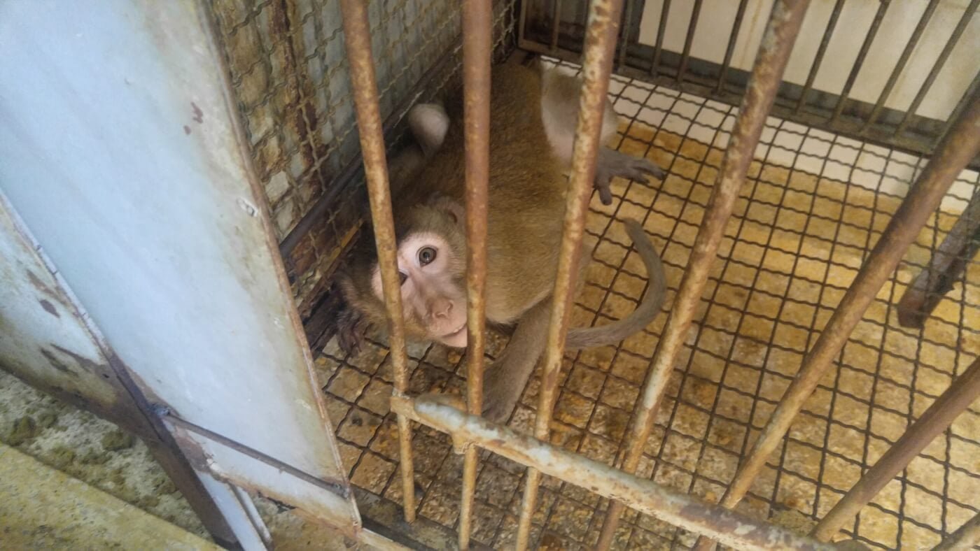 PETA denuncia conflitti di interesse nella gestione USA del commercio di animali selvaggi