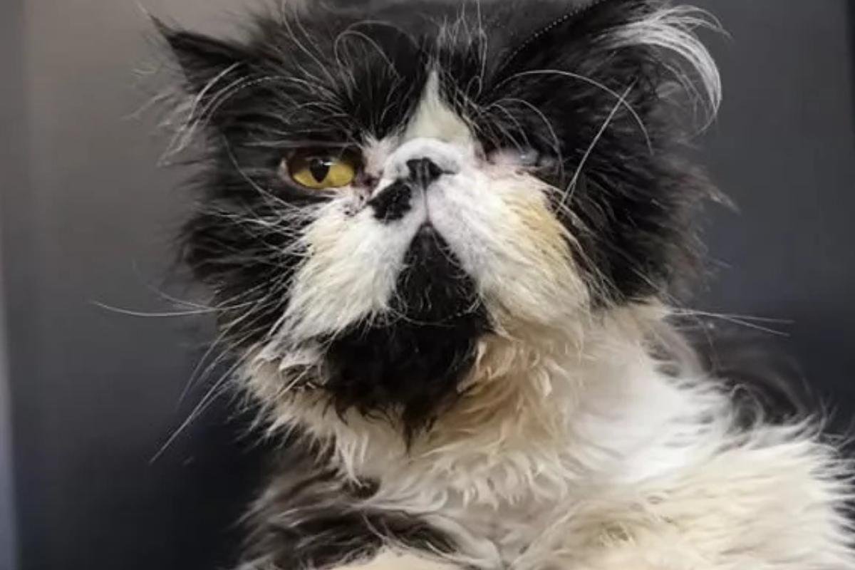 Thomas, il gatto persiano che ha perso un occhio dopo mesi di sofferenza