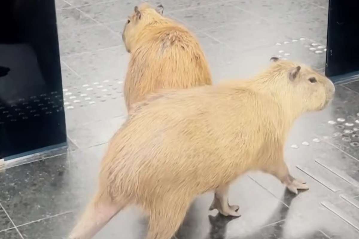 Capibara si aggirano nei corridoi del Parlamento brasiliano, ma non è una novità per i locali