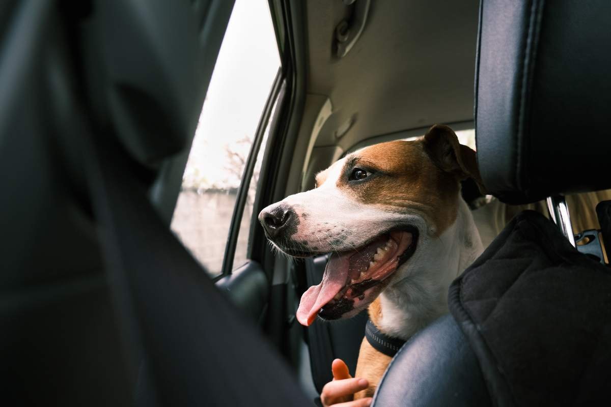 Una donna francese lascia il cane in auto per comprare le sigarette, ma il veicolo e l’animale scompaiono in pochi minuti