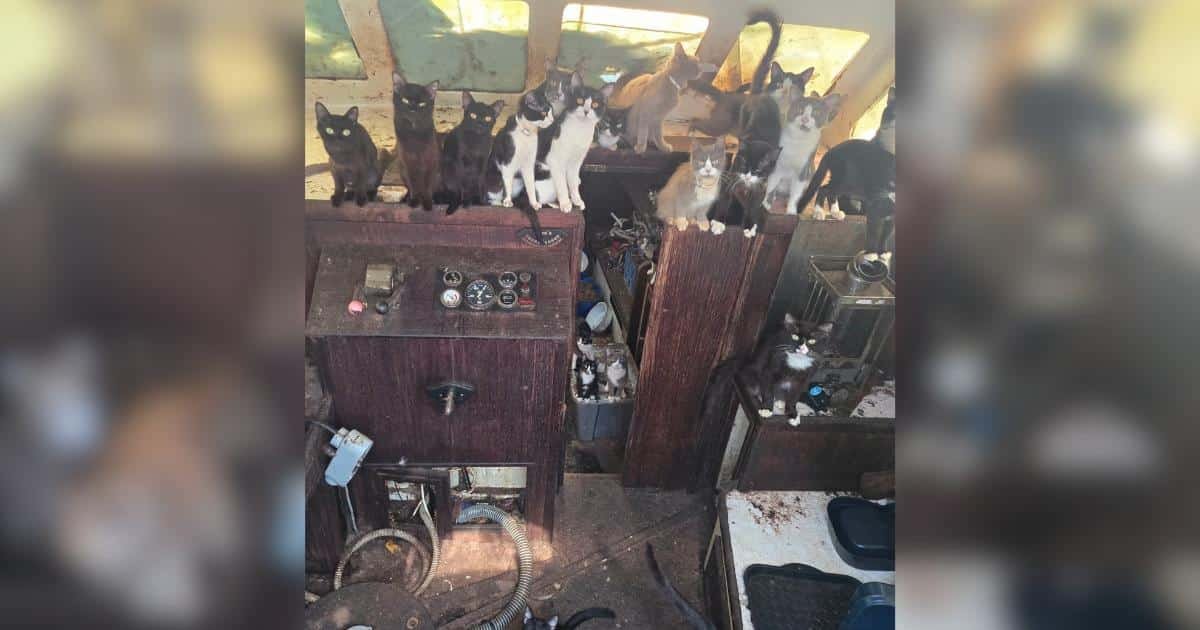 Oltre 30 gatti e cuccioli salvati da una barca abbandonata a Tacoma
