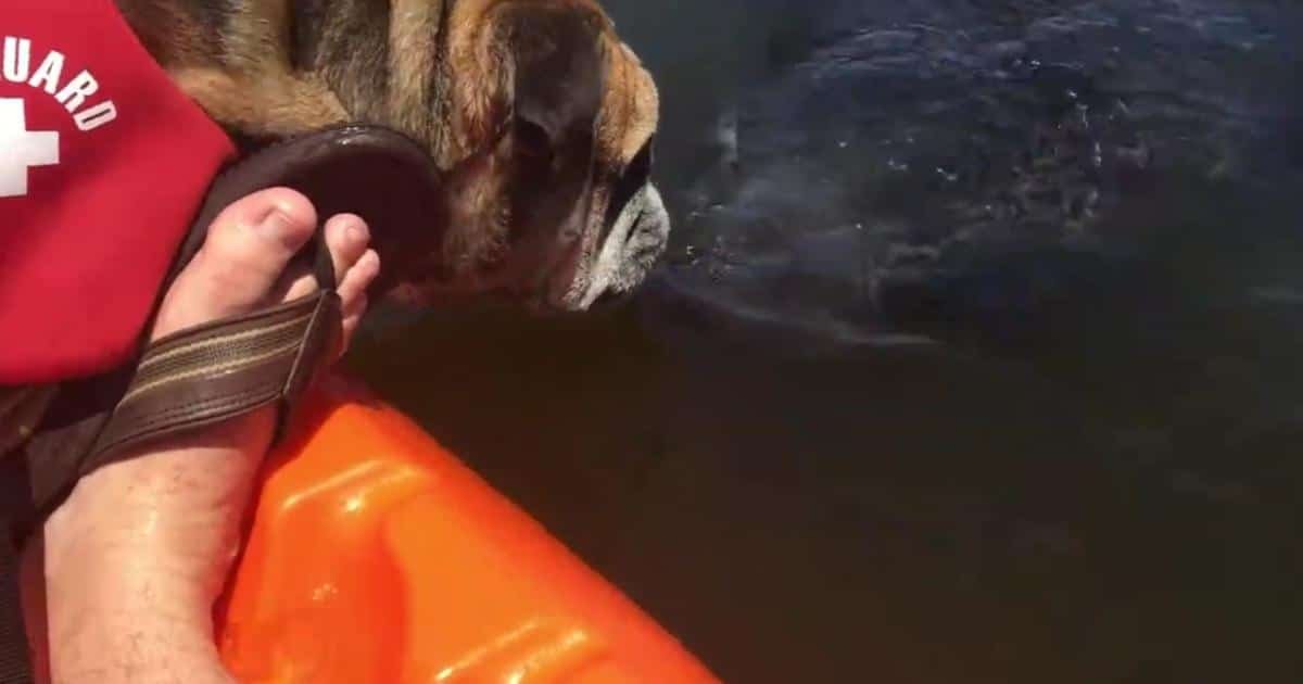 English Bulldog e Manateo si scambiano un bacio in Florida