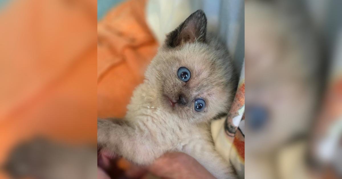 Un gattino con idrocefalo mantiene il suo lato divertente