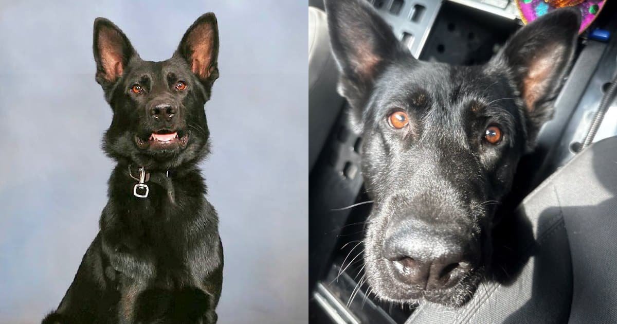 Ace, il cane poliziotto ferito, torna a casa dopo un’azione eroica
