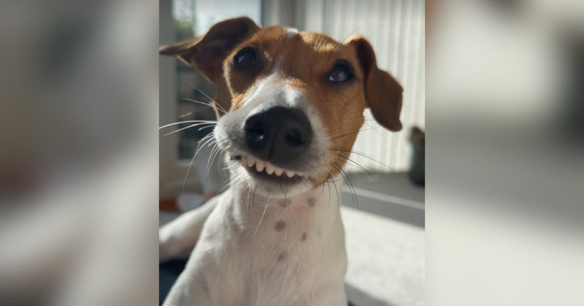 Remy, il cucciolo con un sorriso insolito, ha trovato la sua famiglia grazie a un veterinario compassionevole