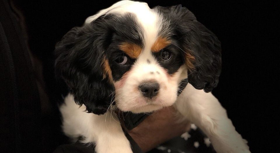 Petland Accusato di Vendere Cane con Malformazione Cerebrale