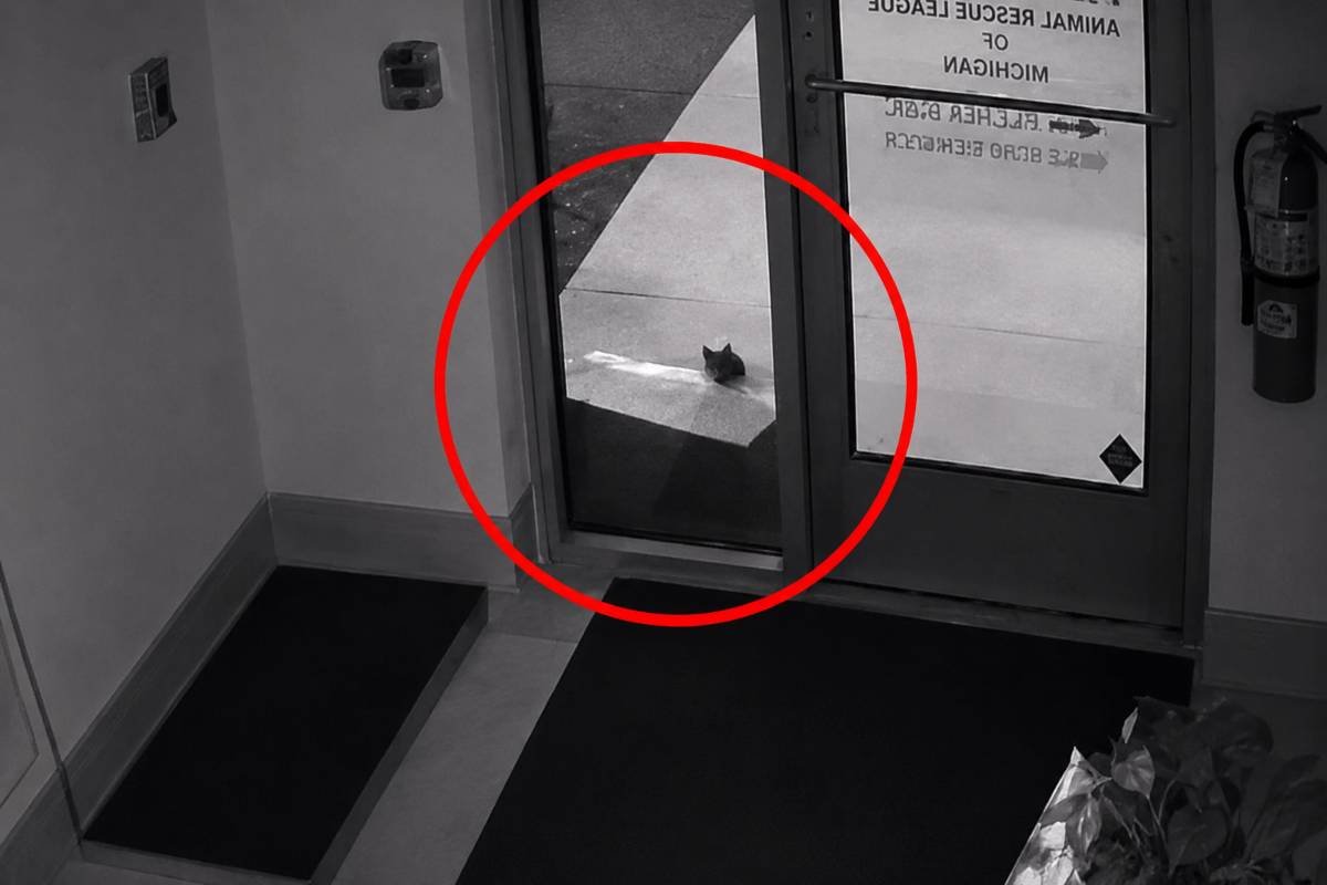 Gatti abbandonati in una scatola, la mamma arriva dopo pochi minuti