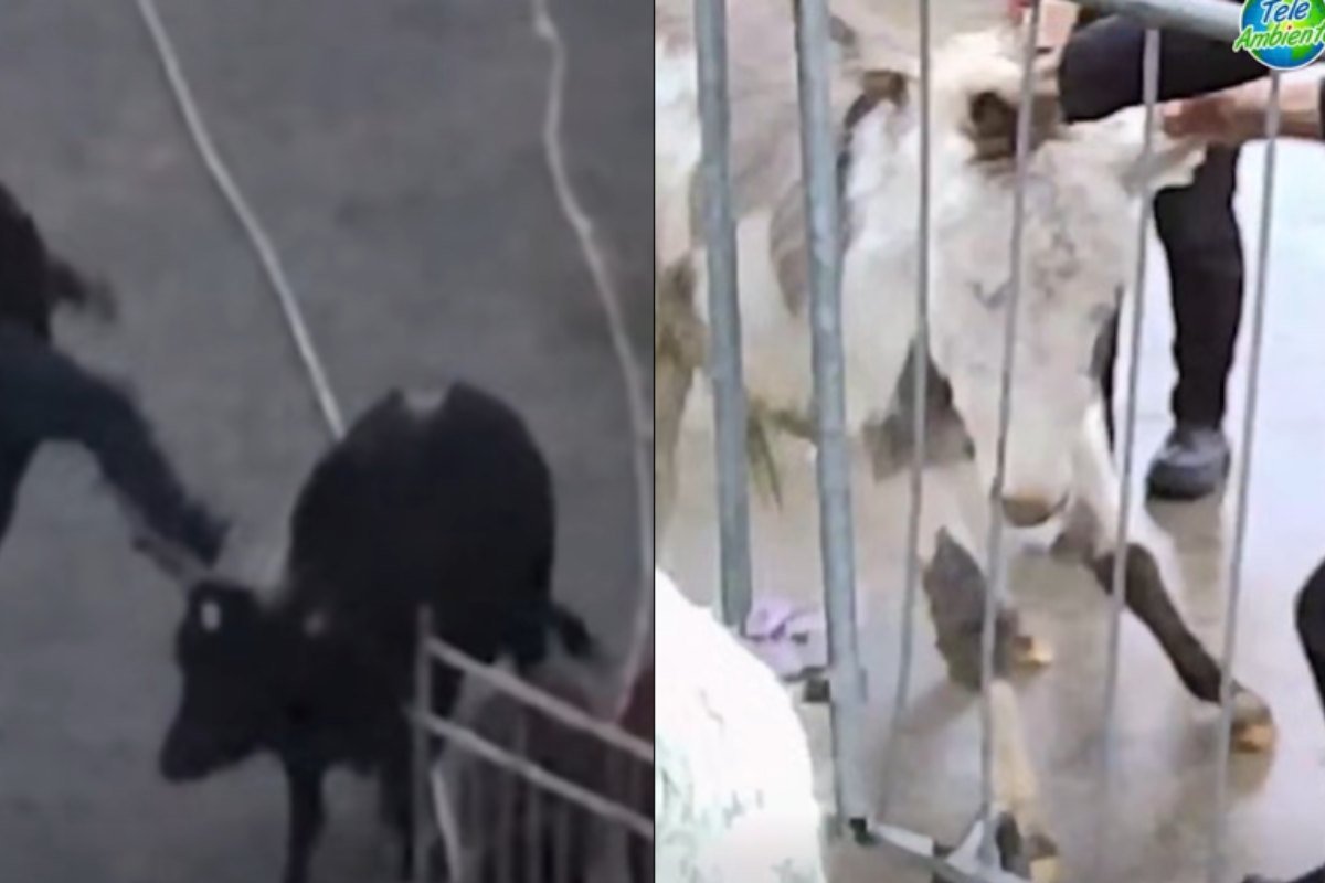 Maltrattamenti e sfruttamento: l’inchiesta sui circhi svela una realtà oscura