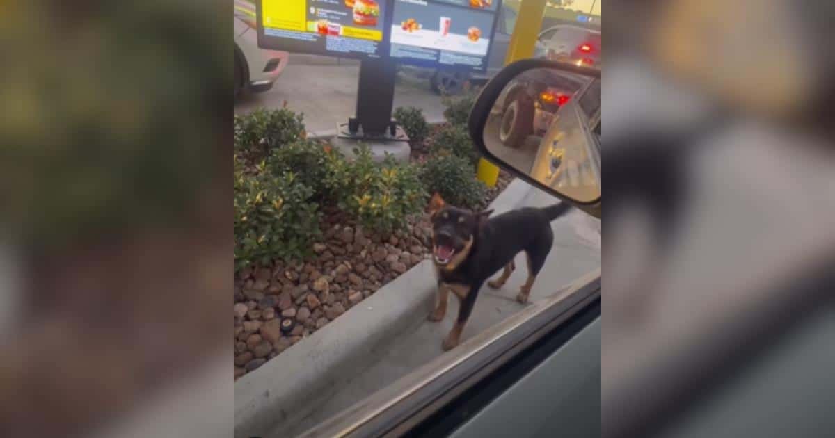 Un cane randagio impara a usare il drive-thru di McDonald’s e trova molto di più di un pasto