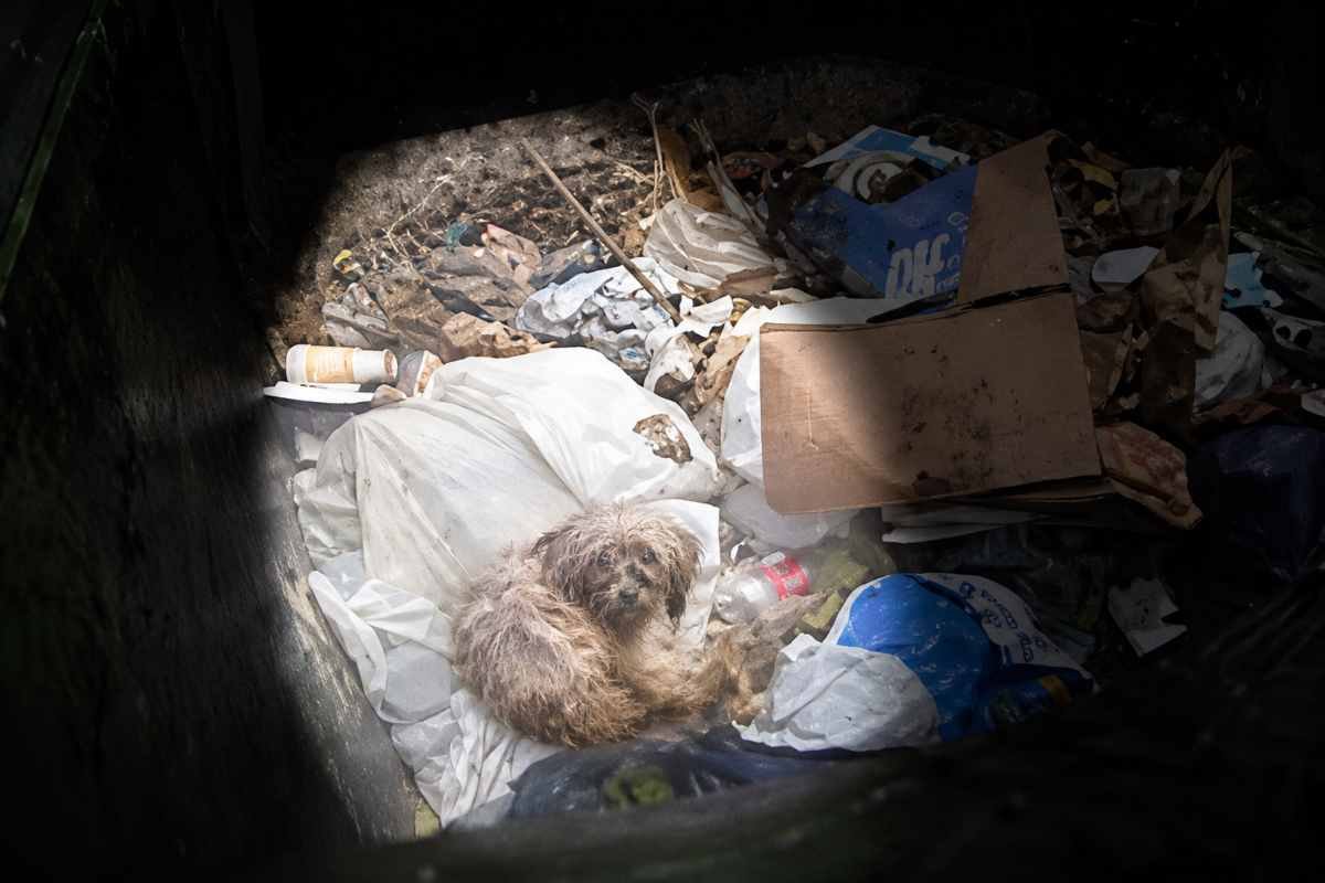 Cucciolo trovato in un camion salvato in extremis, ora vive in famiglia