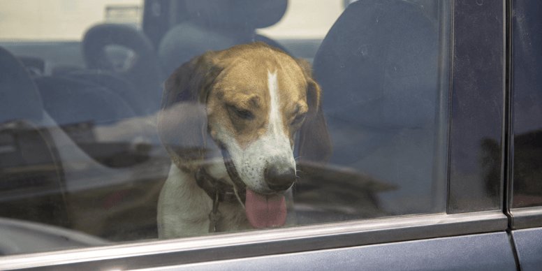 Cani lasciati in auto durante l’allerta rossa: soccorsi a Genova e Trentino