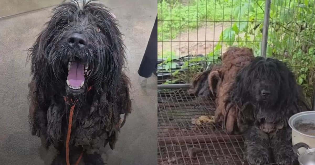 Un cane abbandonato per cinque anni trova la libertà dopo un salvataggio in Corea del Sud