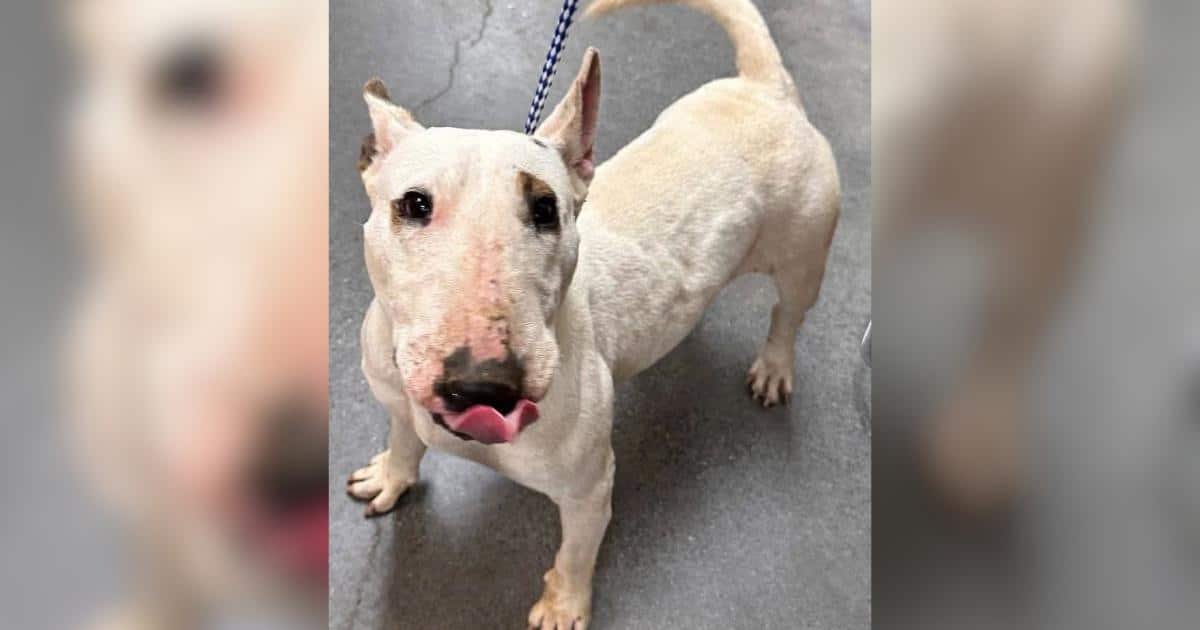 Nipsy, la Bull Terrier in pericolo, ora vive la sua vita migliore