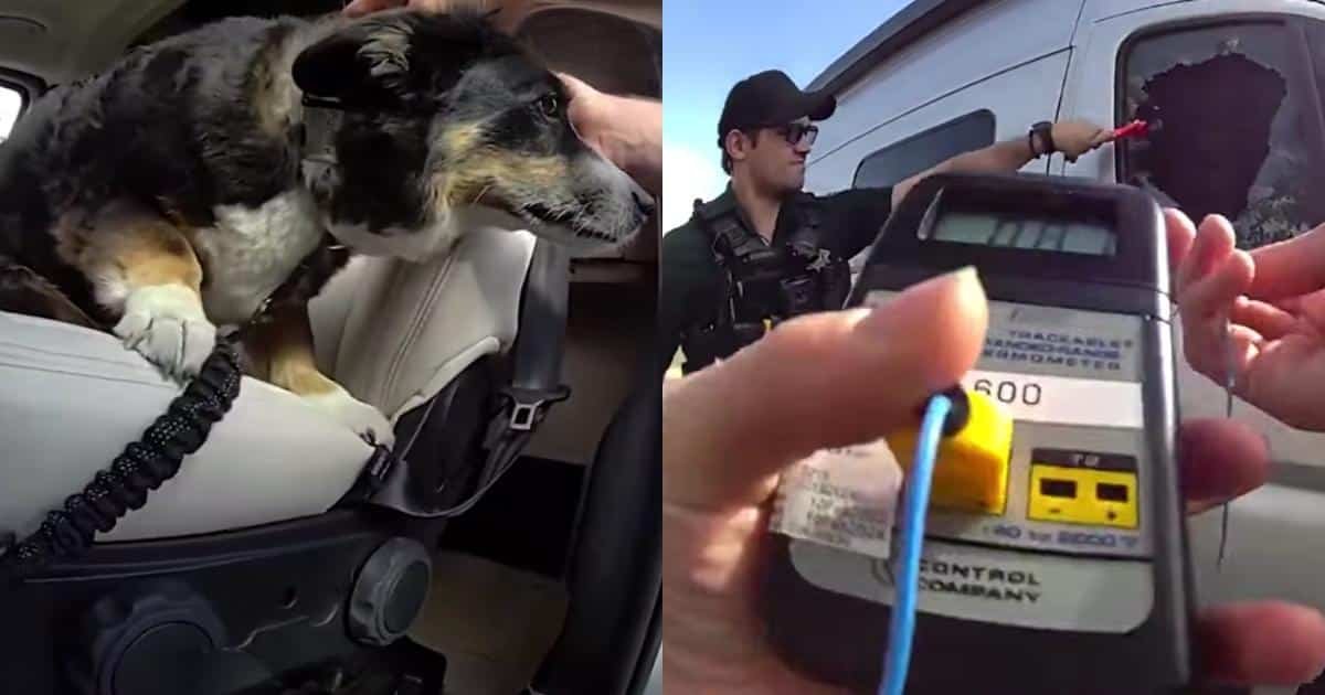 Un cane rimasto chiuso in un furgone per quasi quattro ore viene salvato da un agente