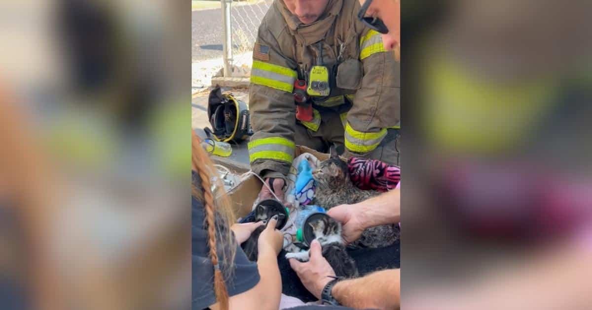 I Vigili del Fuoco salvano cuccioli di gatto da un incendio in casa a Kennewick